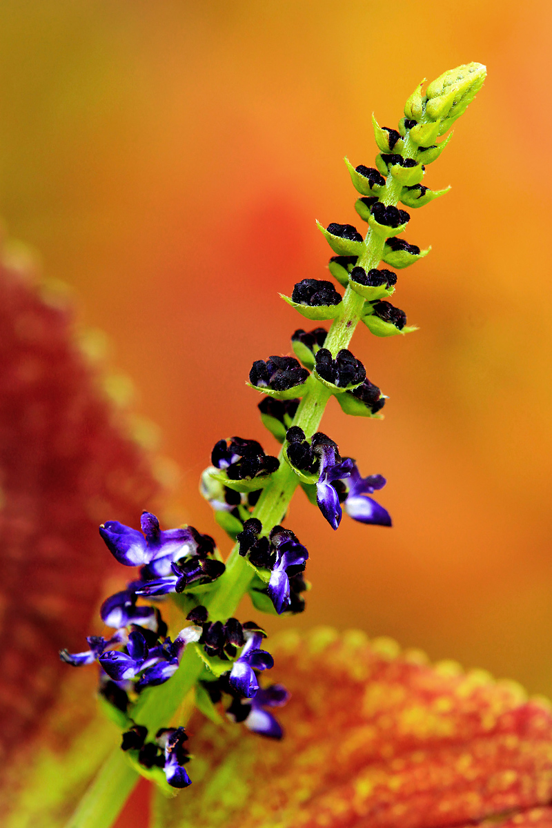 Coleus in flower