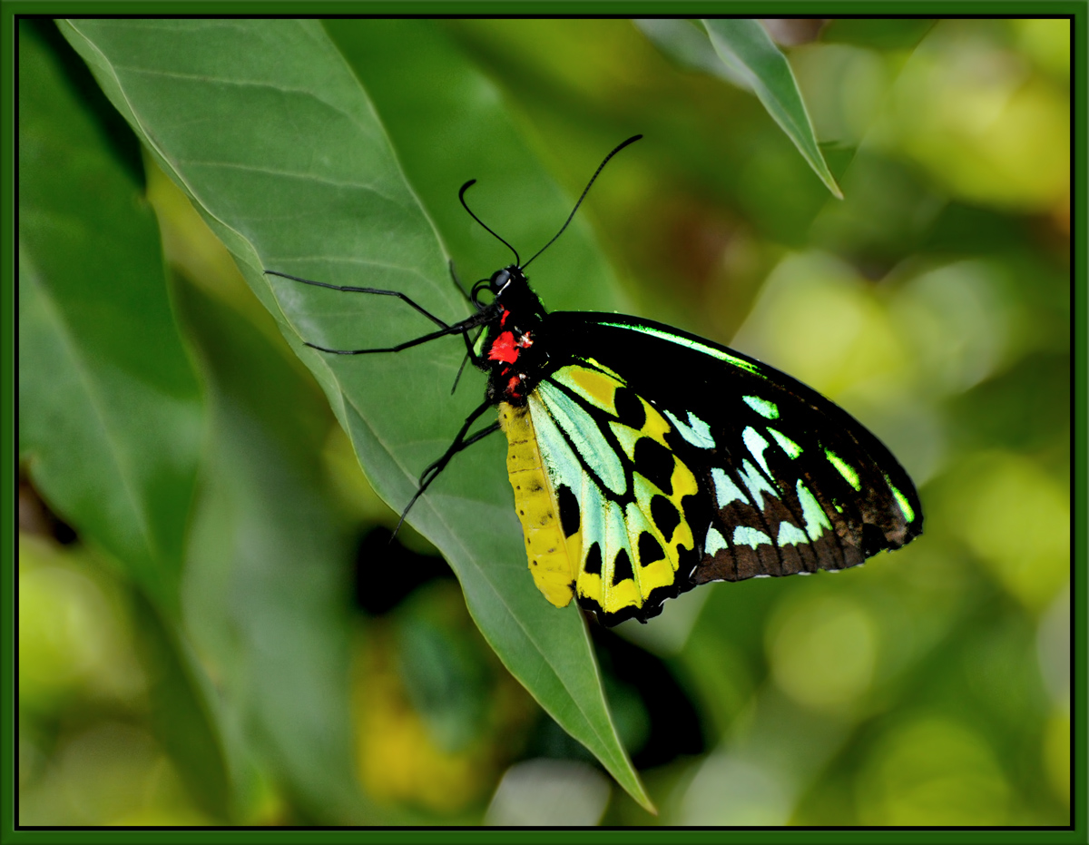 Jungle Jewel