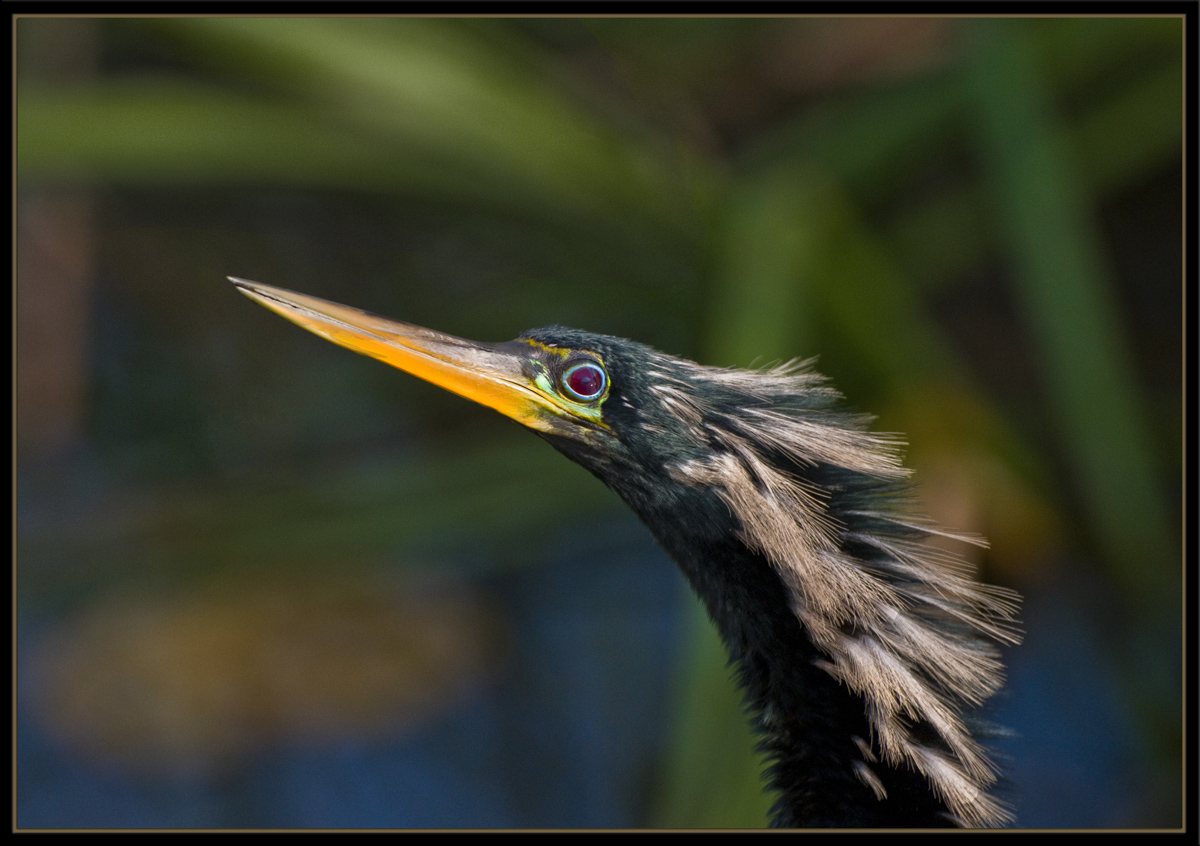 Anhinga