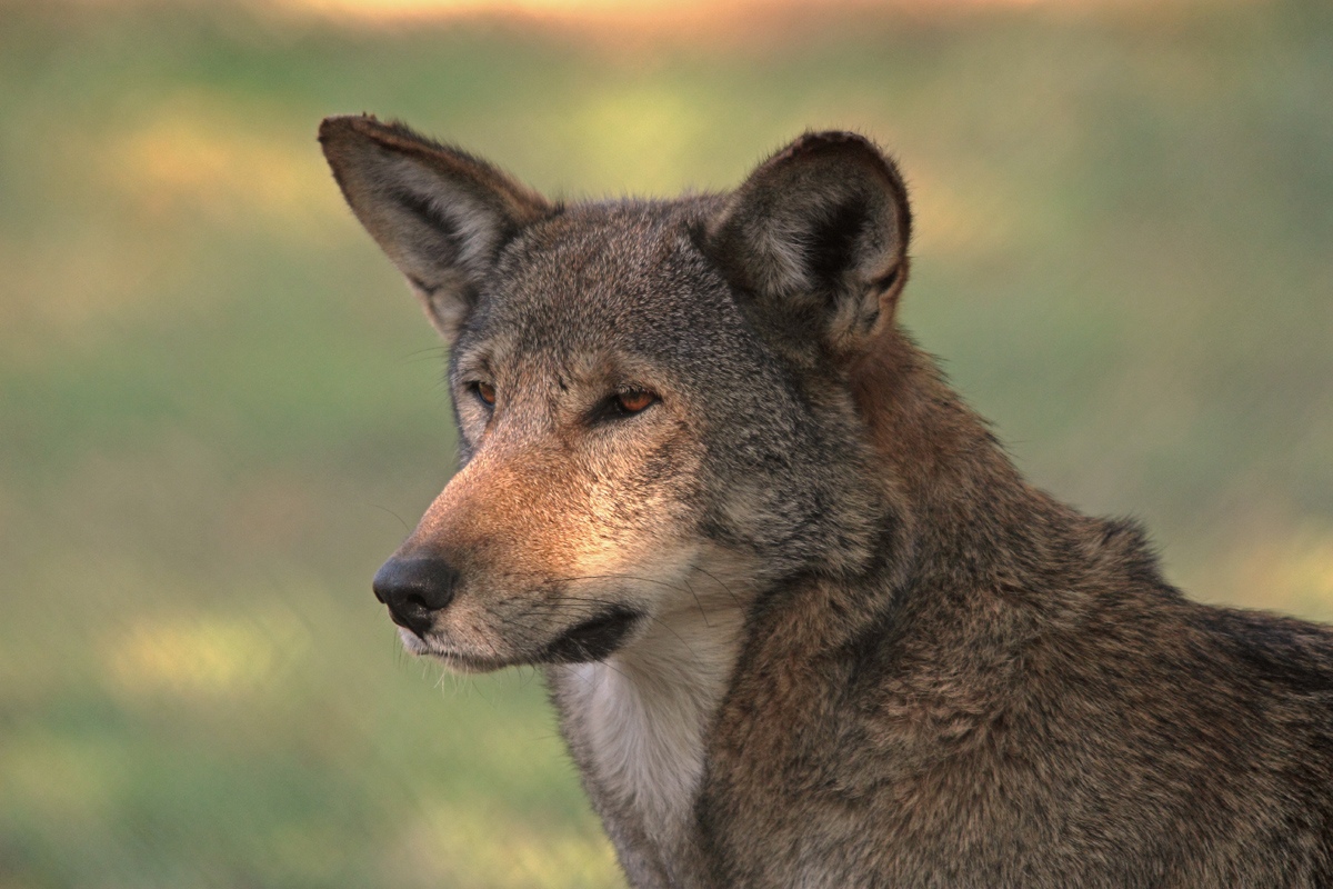 Red Wolf  (C)