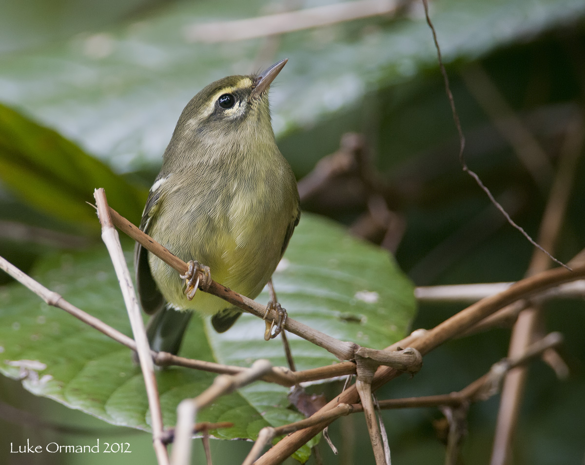 Plumbeous Warbler