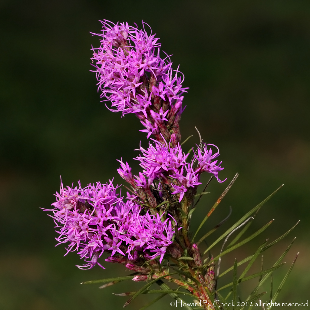 Blazing Star
