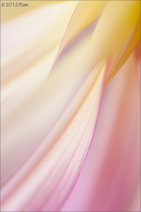 Dahlia Abstract