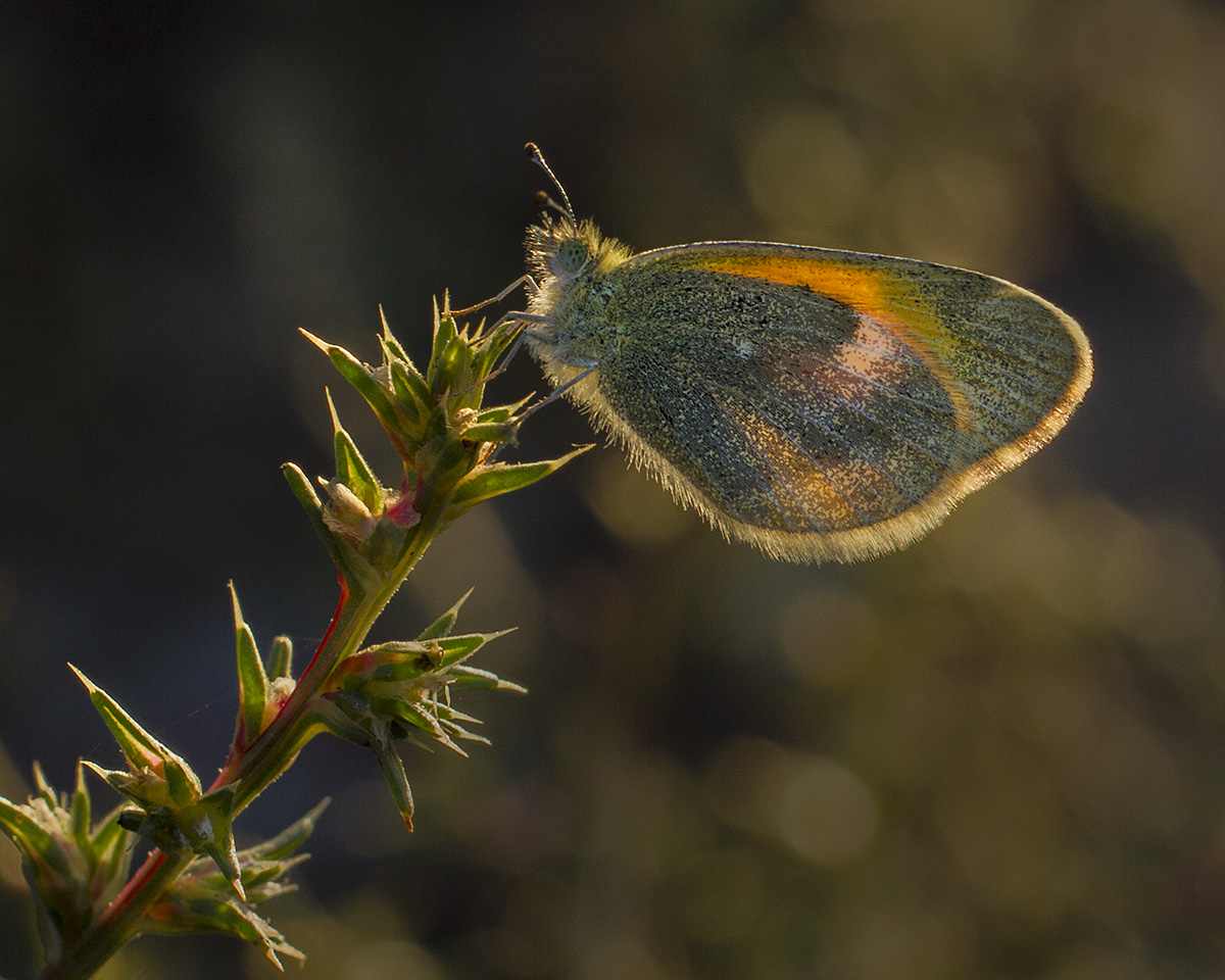 Backlit sulphur