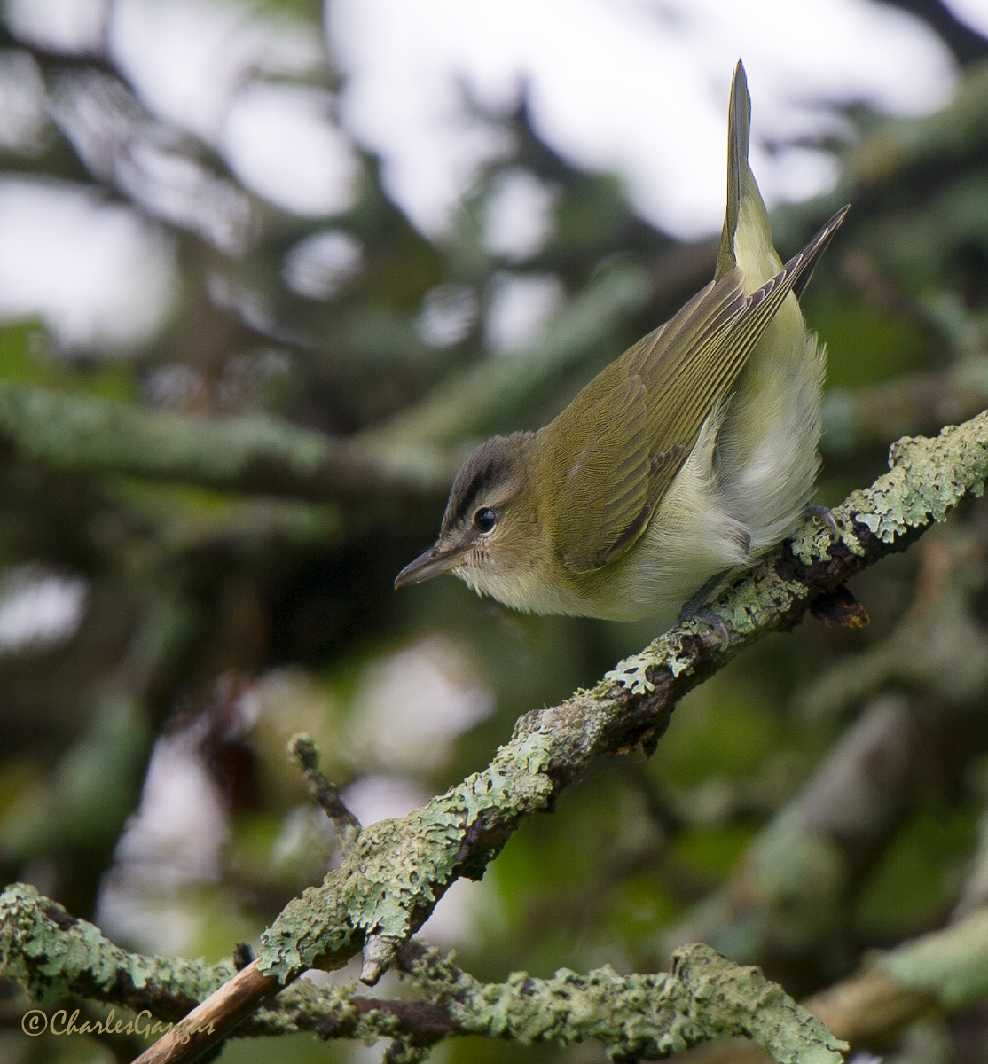 Immature Red-eyed