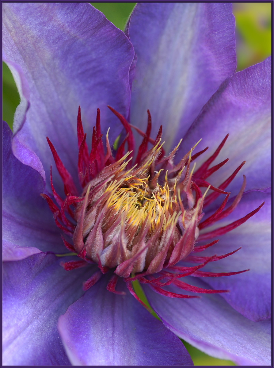 Purple Passion