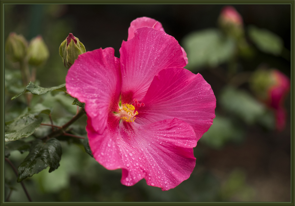 Pink Perfection 