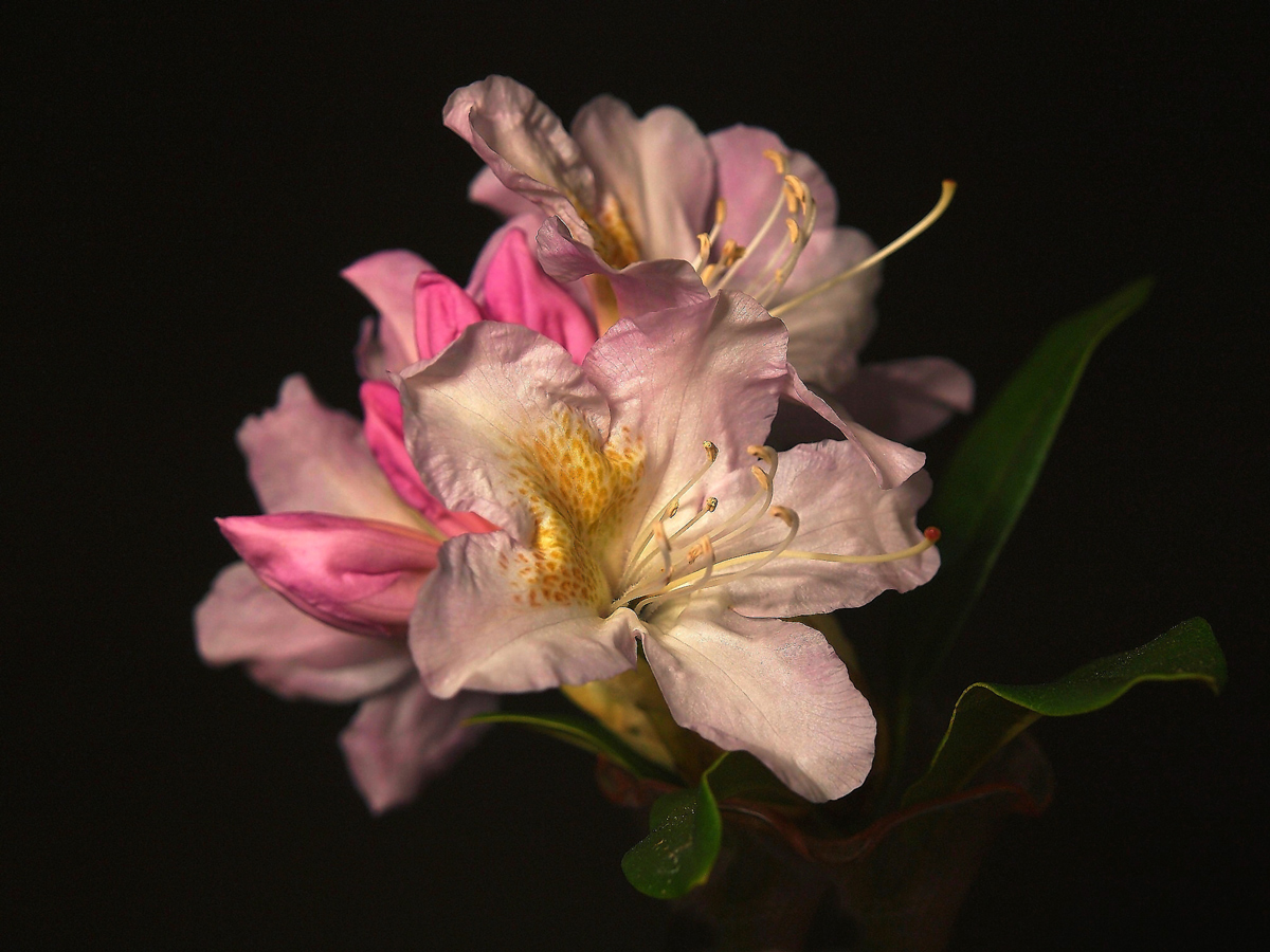 Rhododendron 