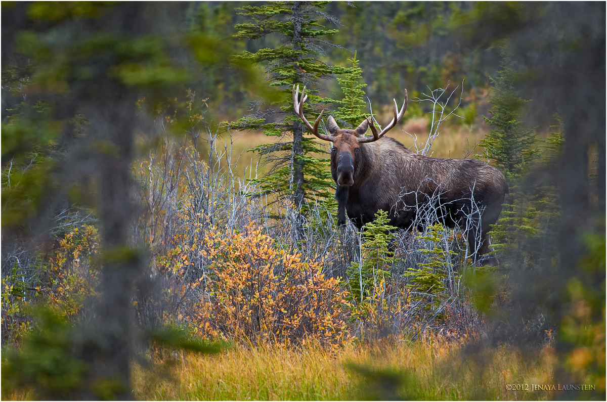 Kluane Moose