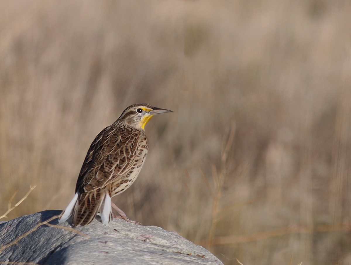 Western Meadowlark