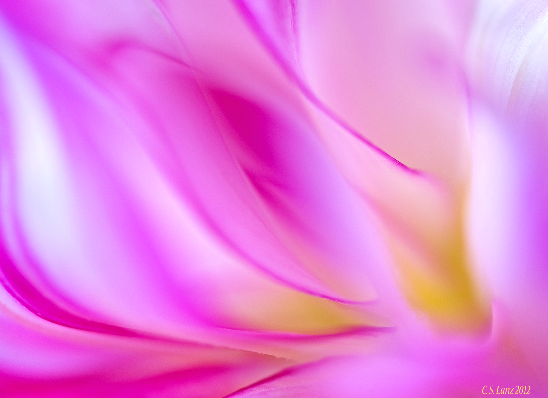 Dahlia Dreams 2 (+ alt.)