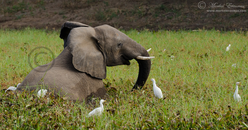I'm surrounded by Egrets