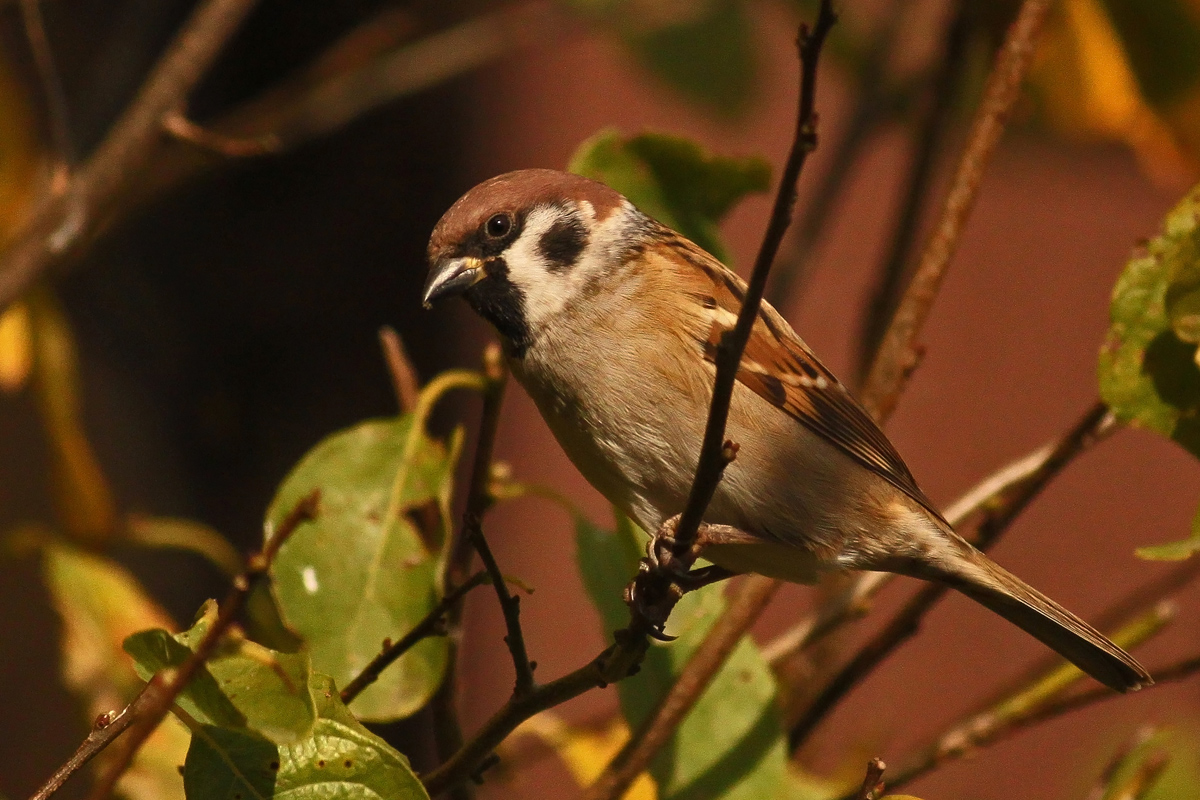 Euraisan tree sparrow