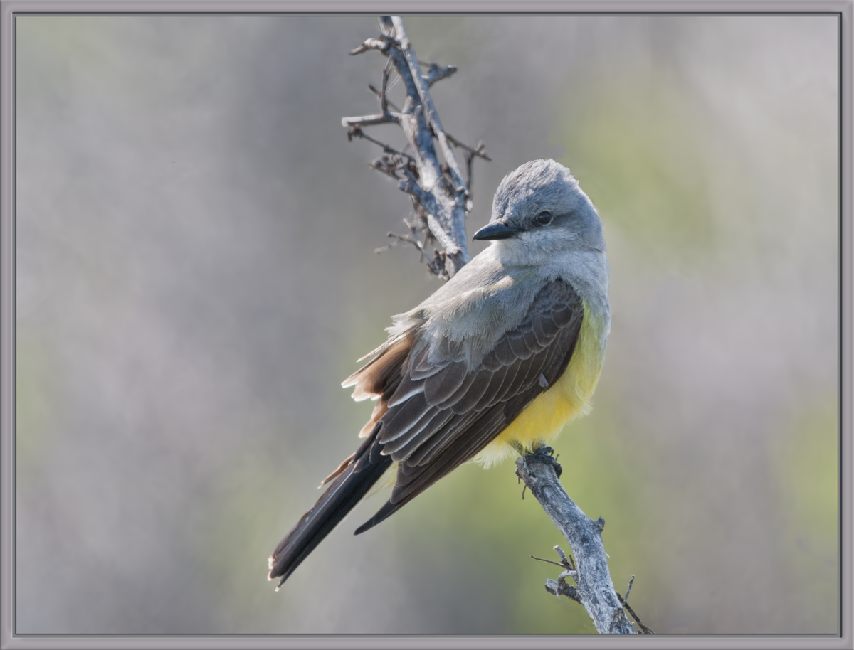 Western Kingbird