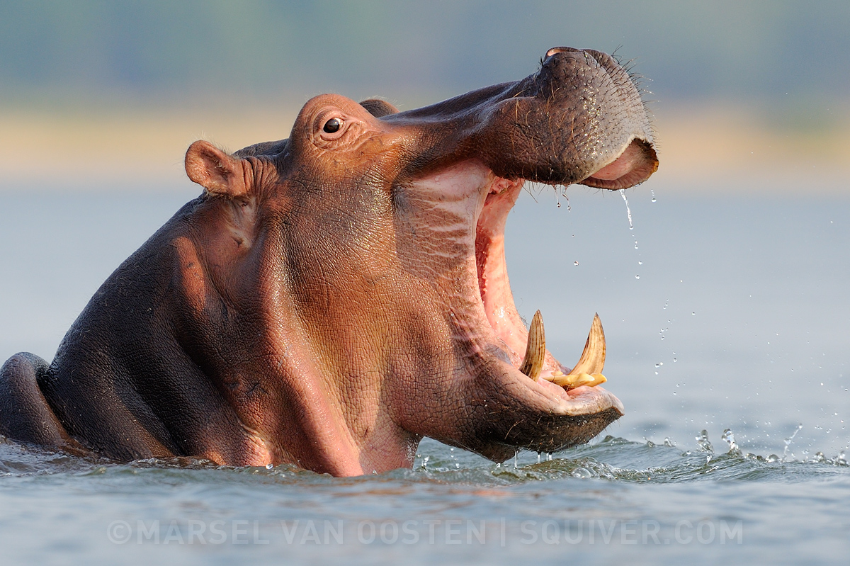 Big Mouth