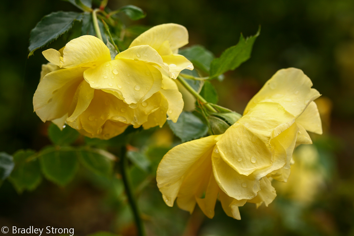 Drooping Rose Pair
