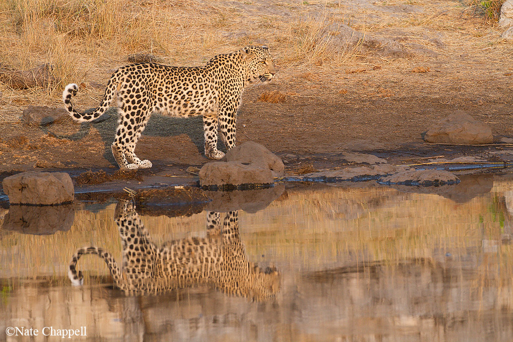 Reflecting Leopard