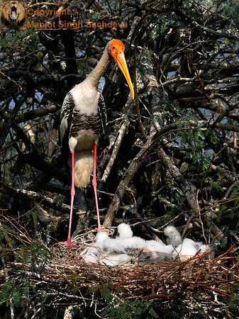 Painted Stork With Chick