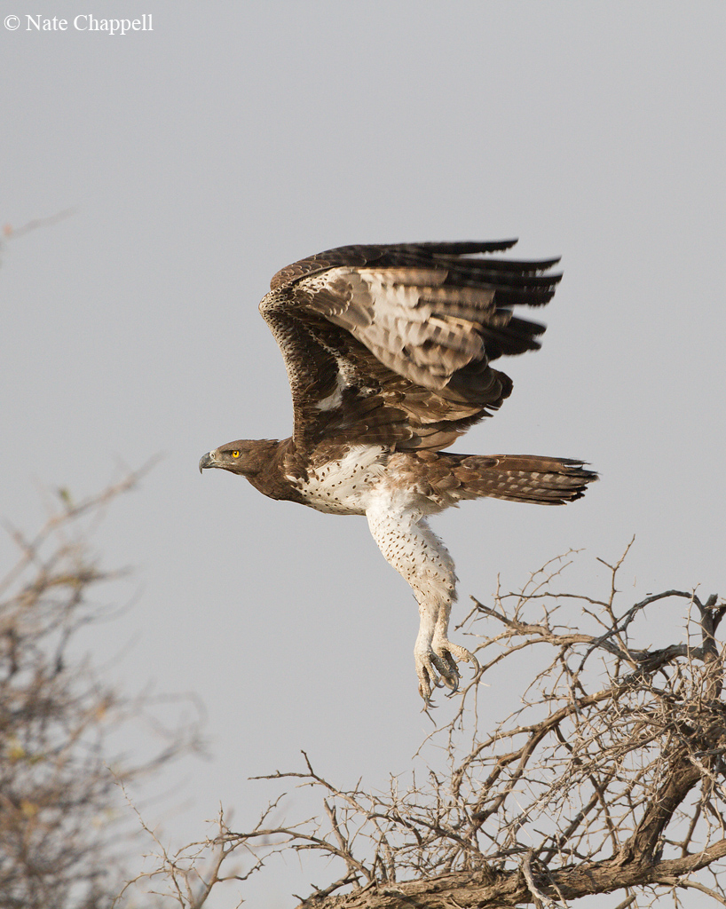 Martial Eagle