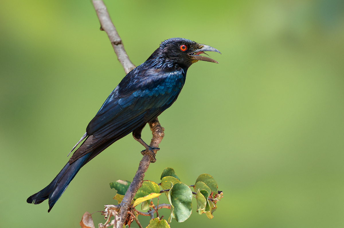 Spangled Drongo