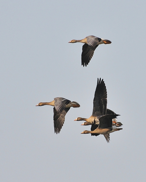 White Fronted Geese