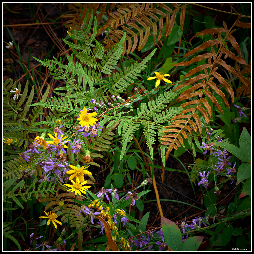 Nature's Bouquet