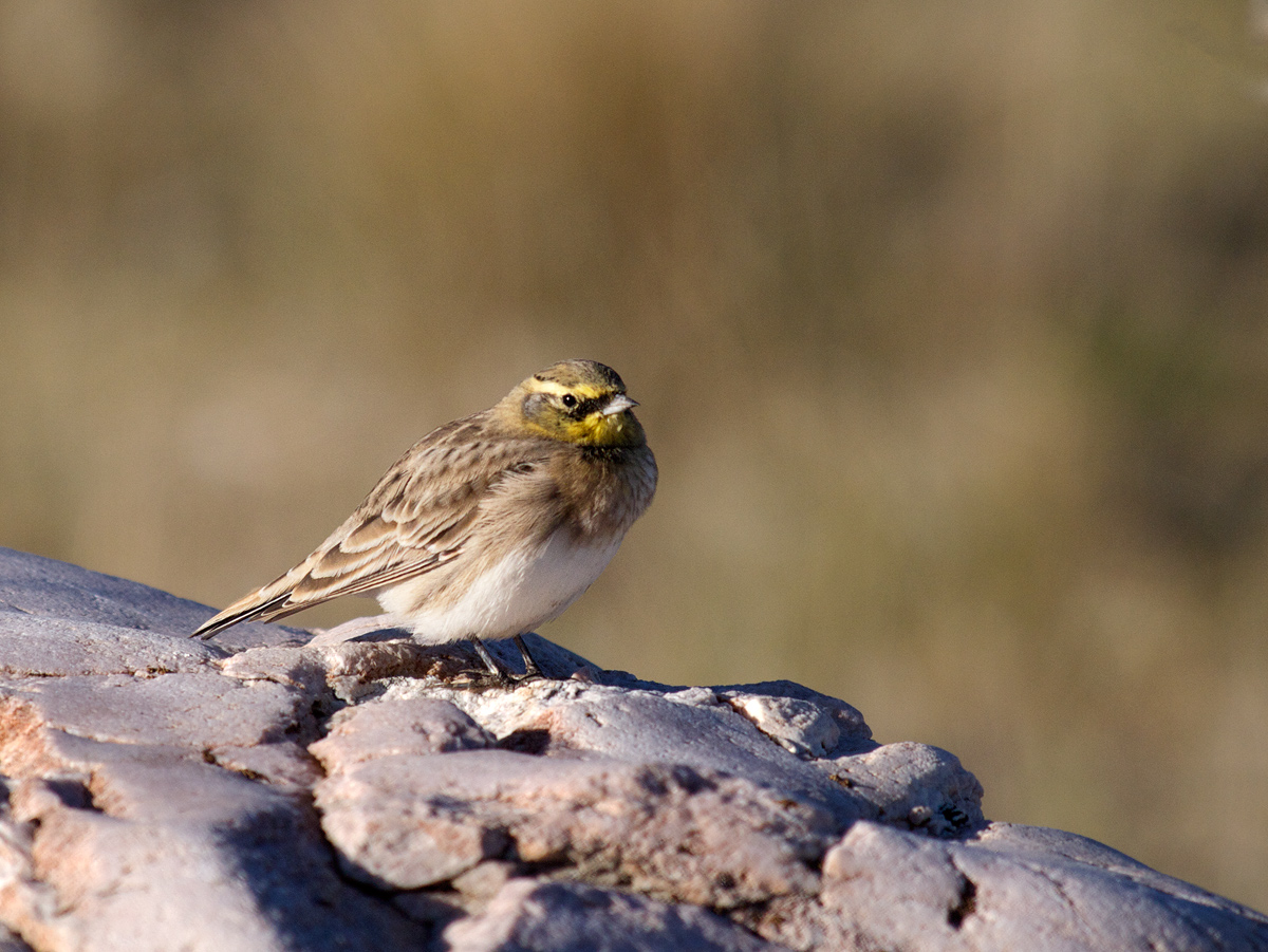 Horned Lark