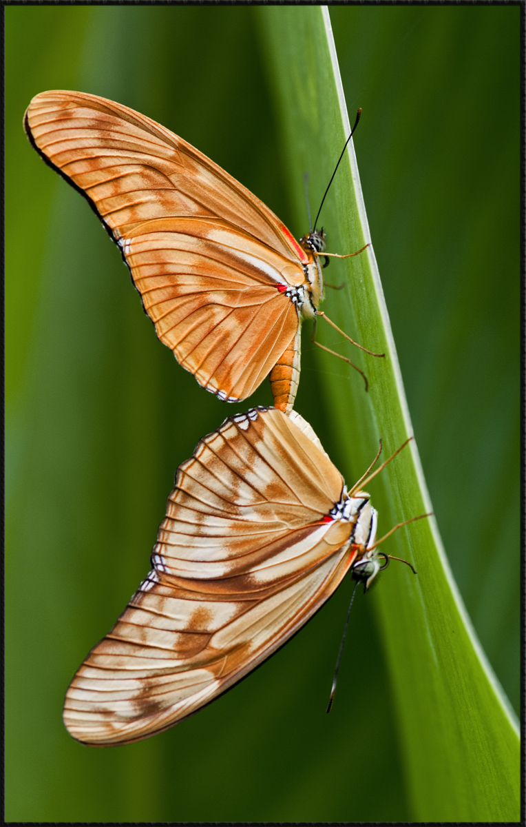 Julia Longwing 