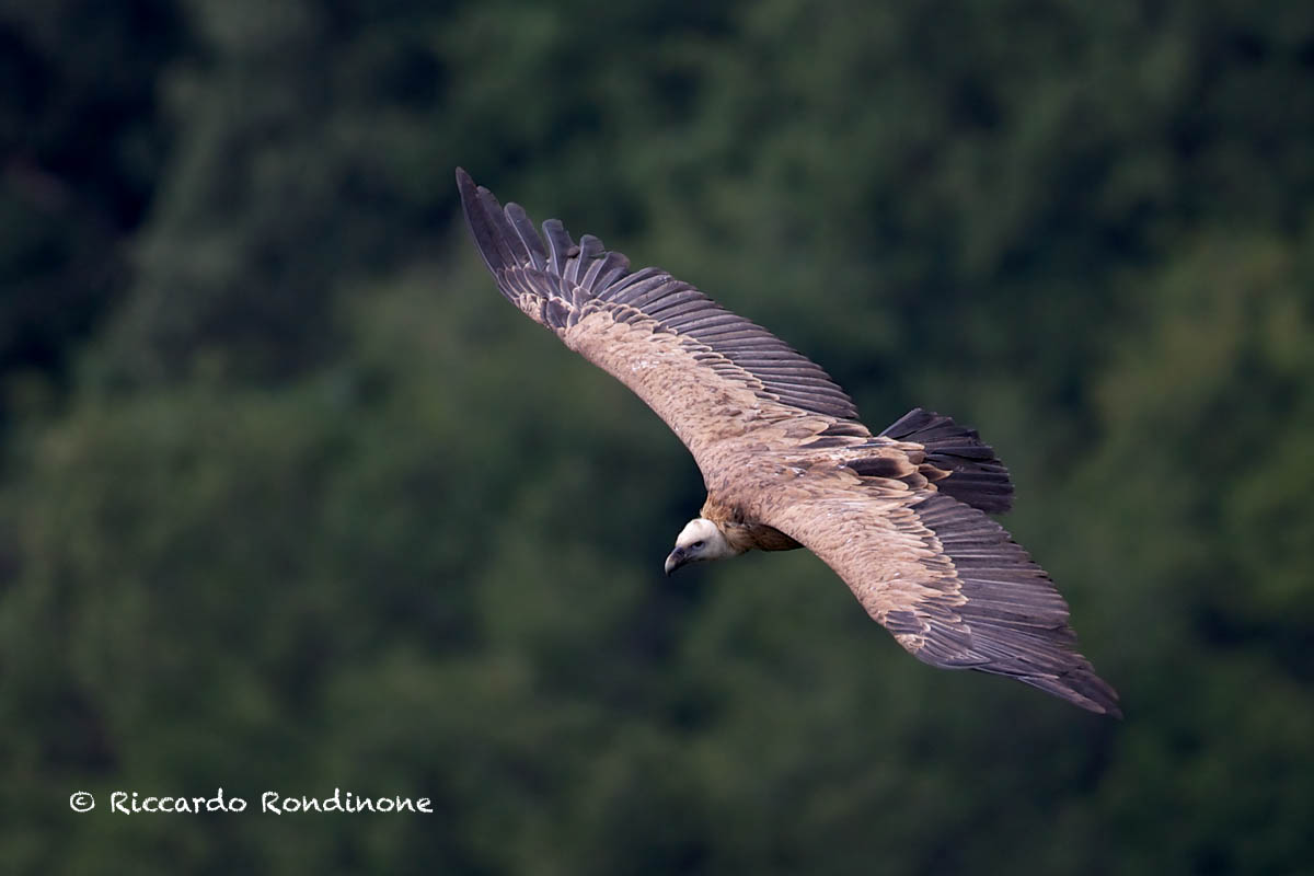 Griffon vulture