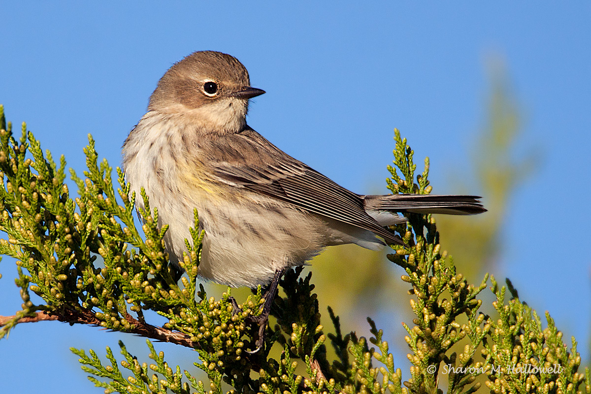 YR Warbler