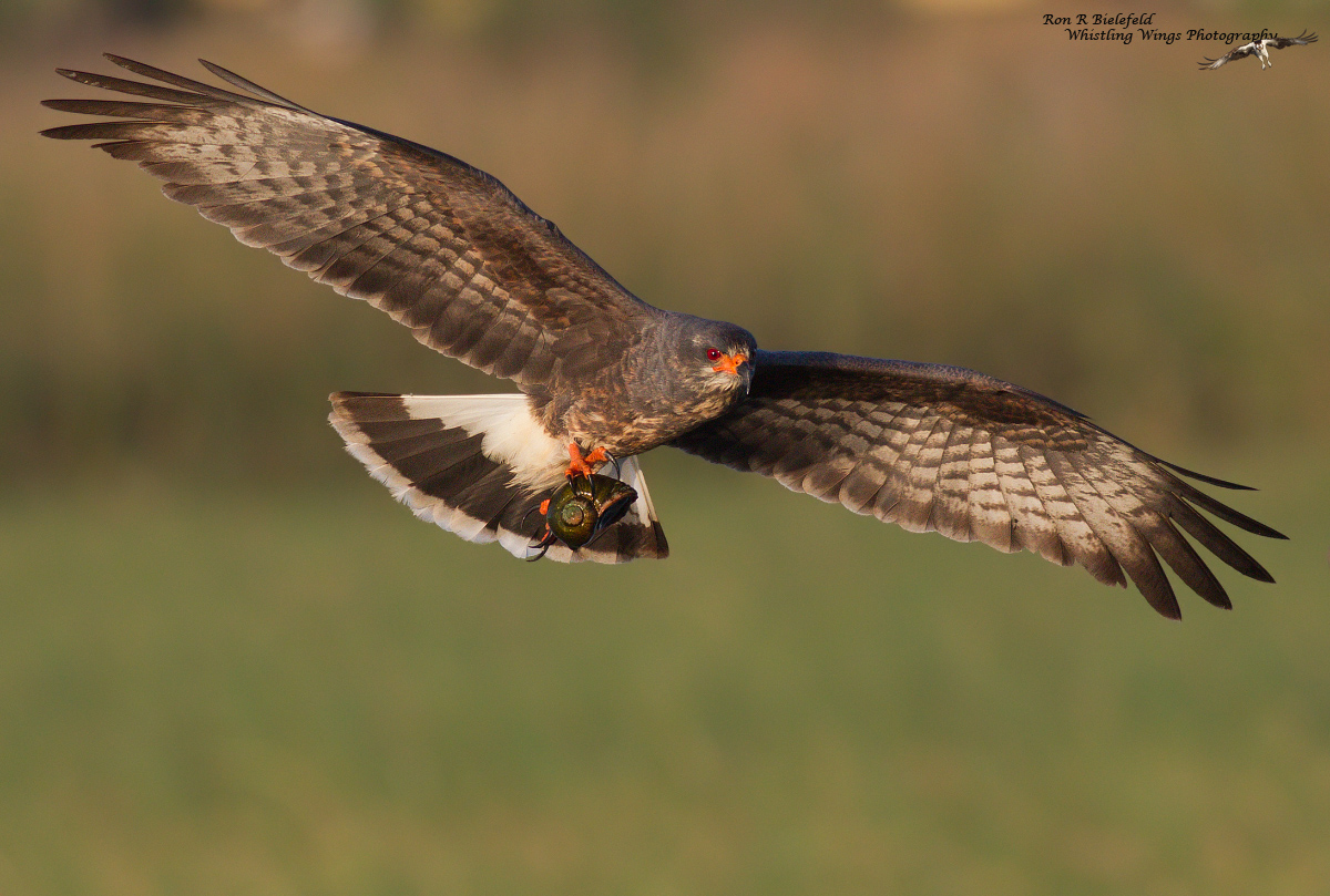Snail kite