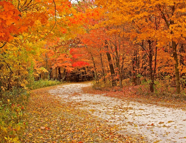 The colors of fall