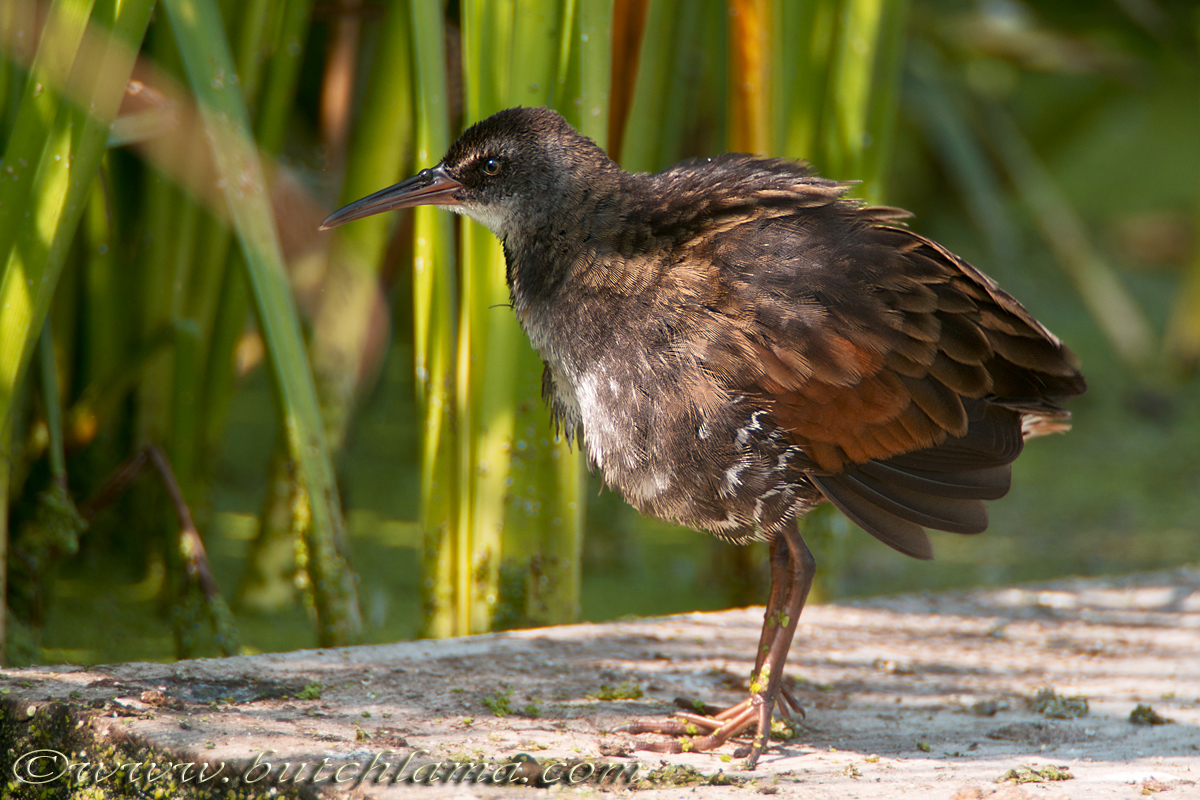 Virginia Rail