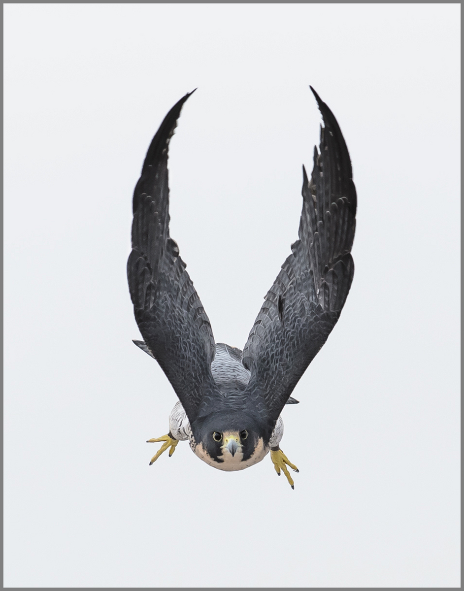 Peregrine Falcon