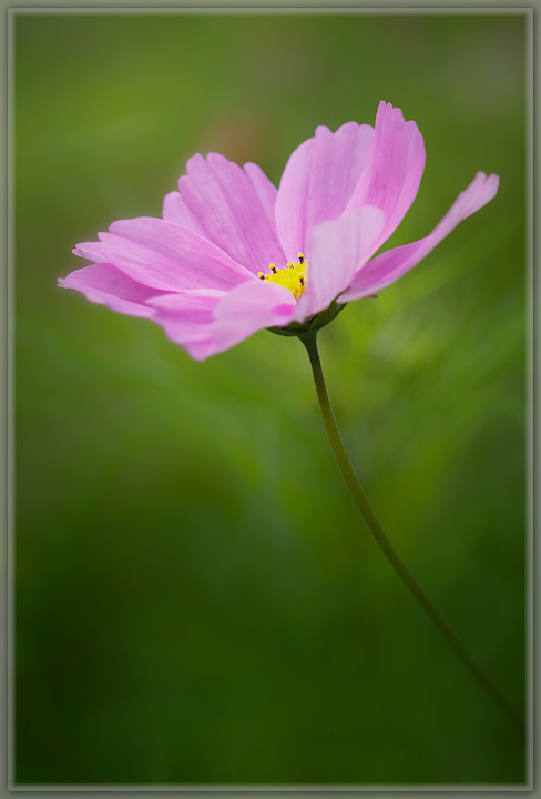 Lone Cosmos