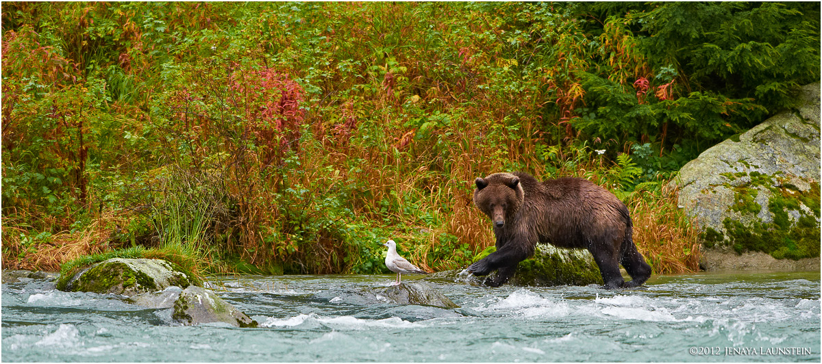 Fishing for Salmon