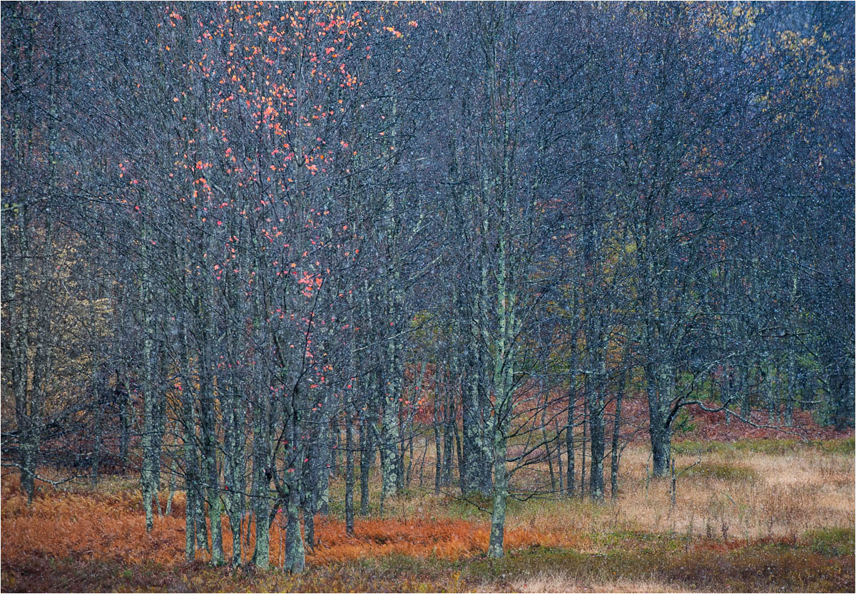Last leaves, first snow