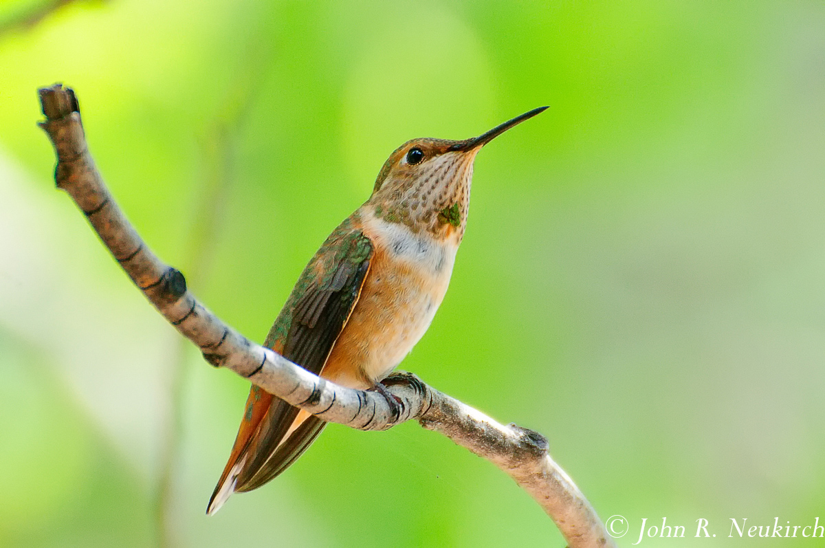 Mrs. Rufous