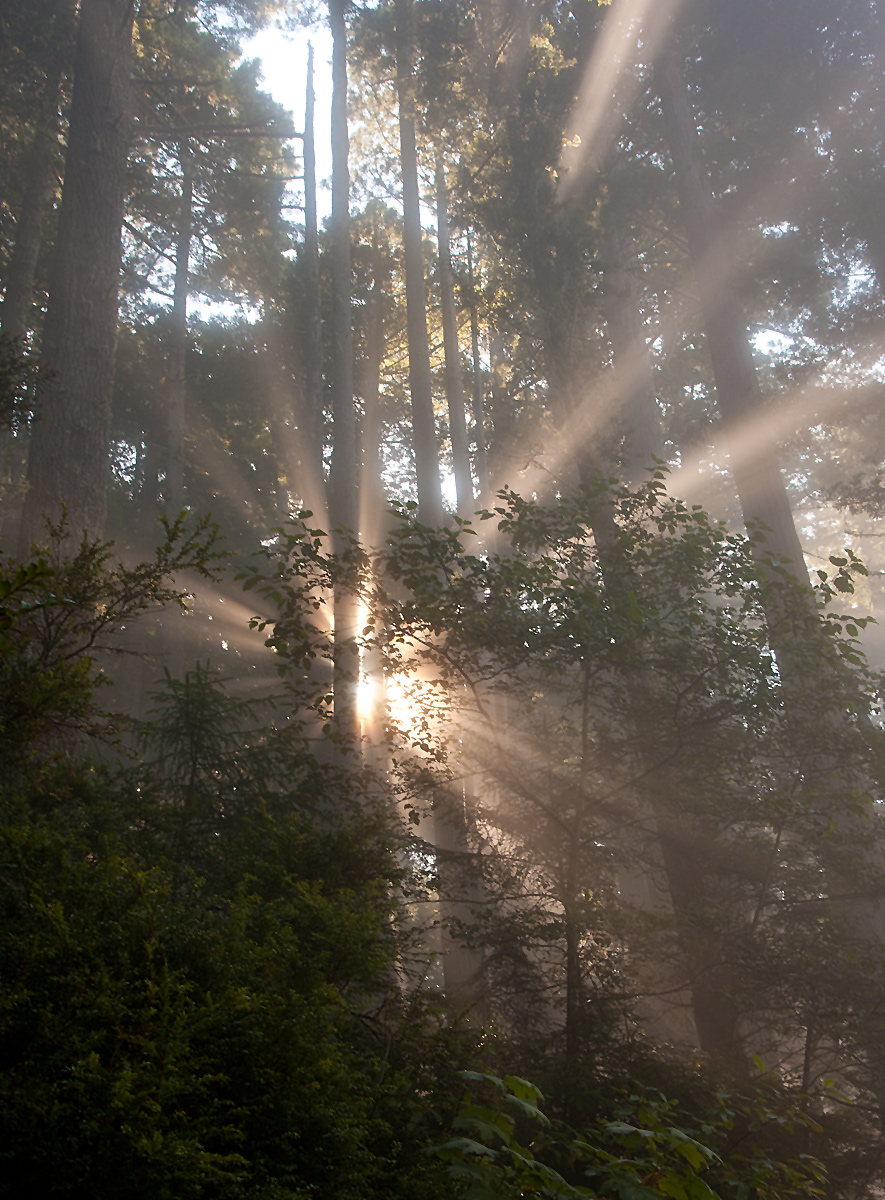 Sun Rays