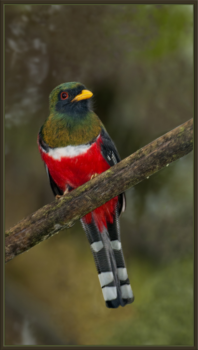 Masked Trogon