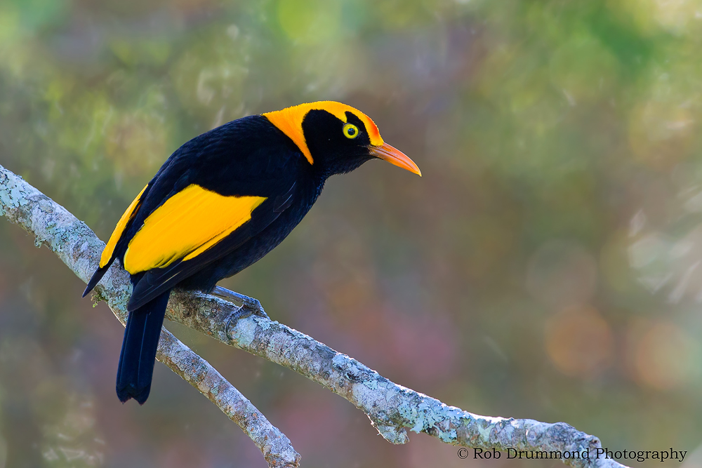 Regent Bowerbird