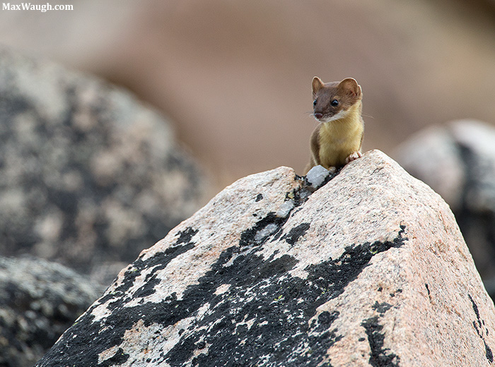Weasel