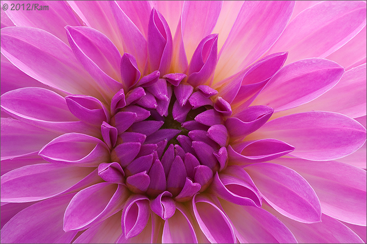 Dahlia