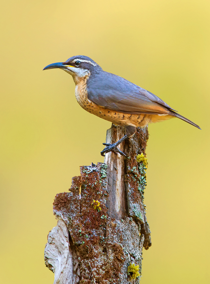 Victoria's Riflebird