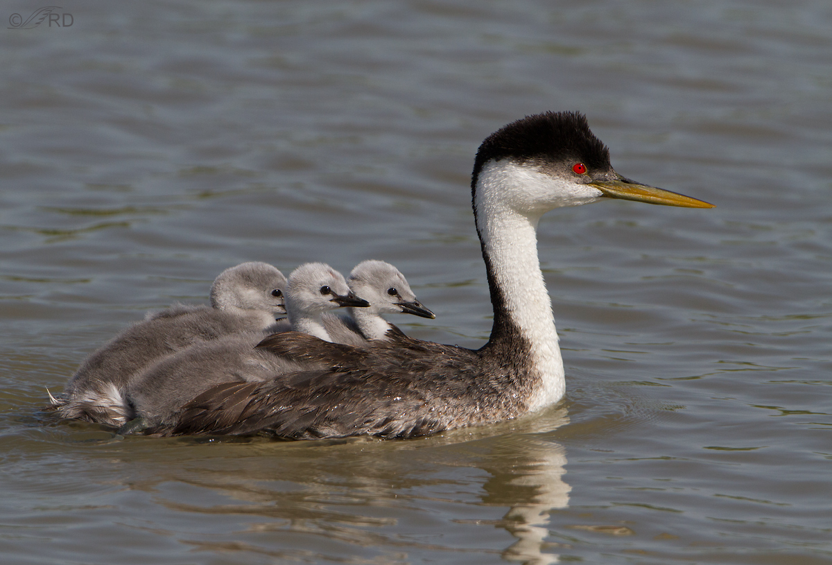 Western Grebes