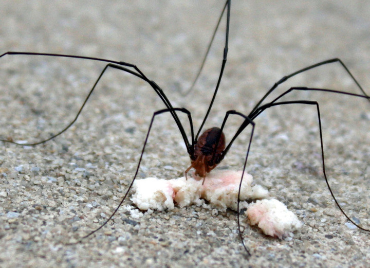 daddy longleg is hungry