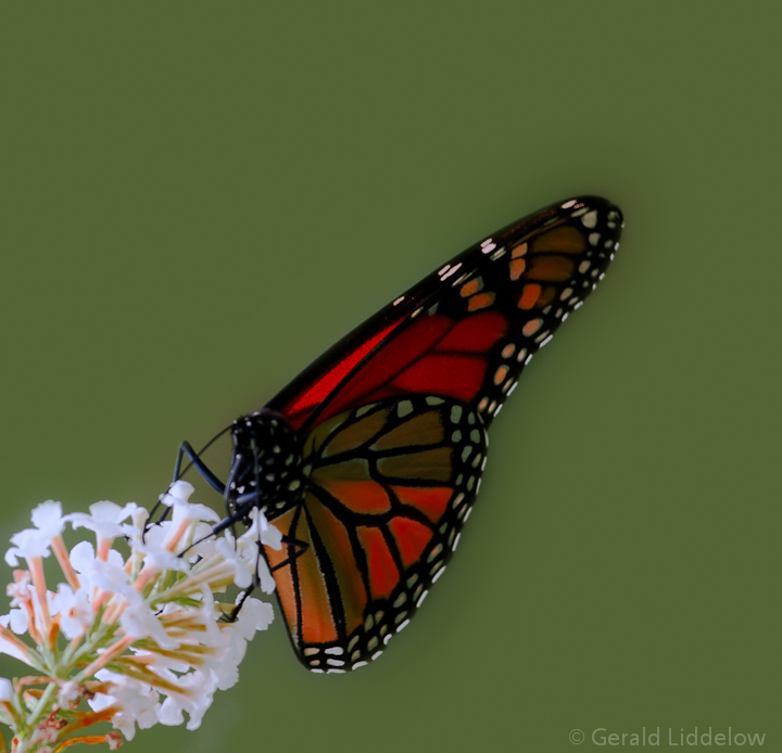 monarch butterfly