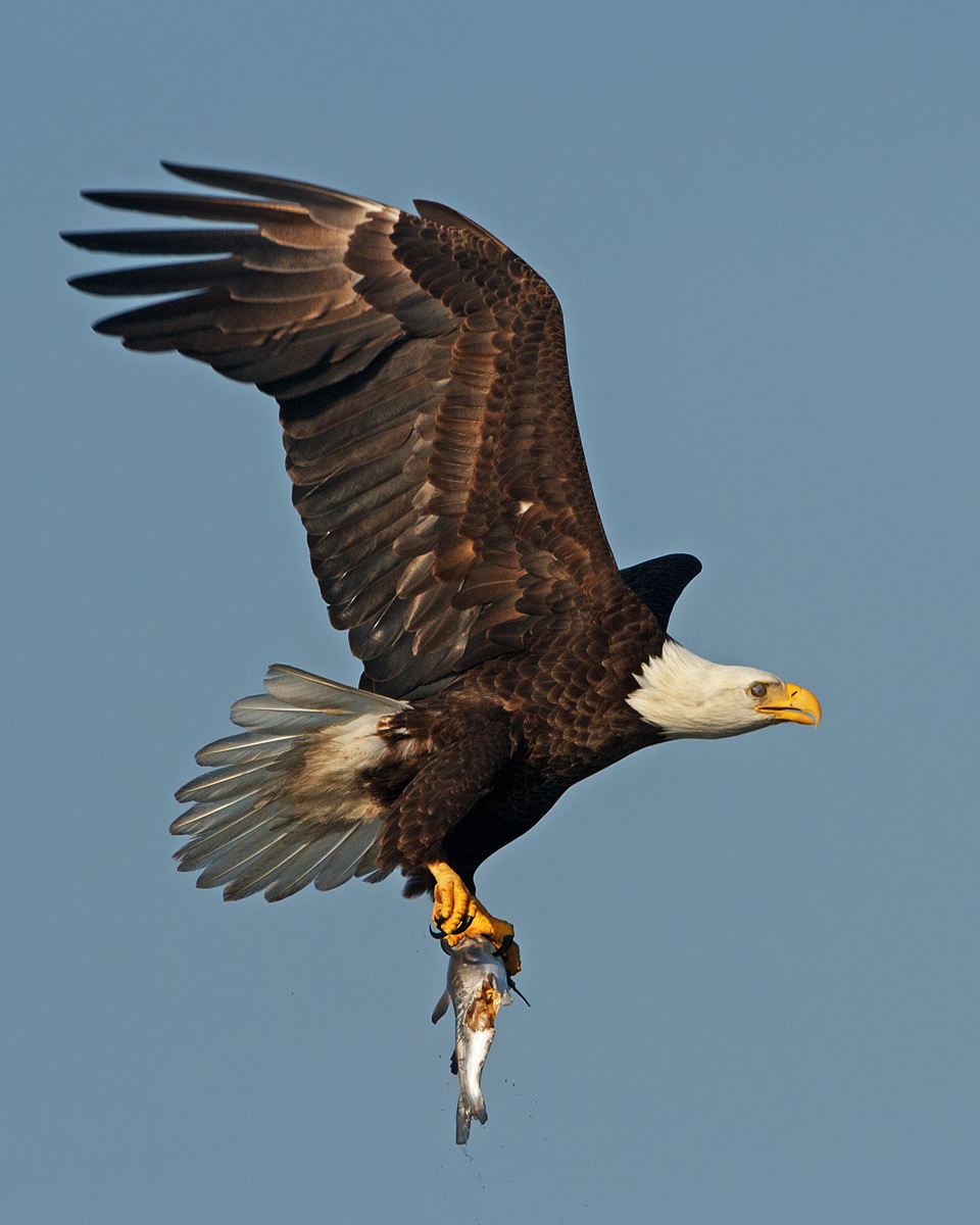 Eagle Breakfast