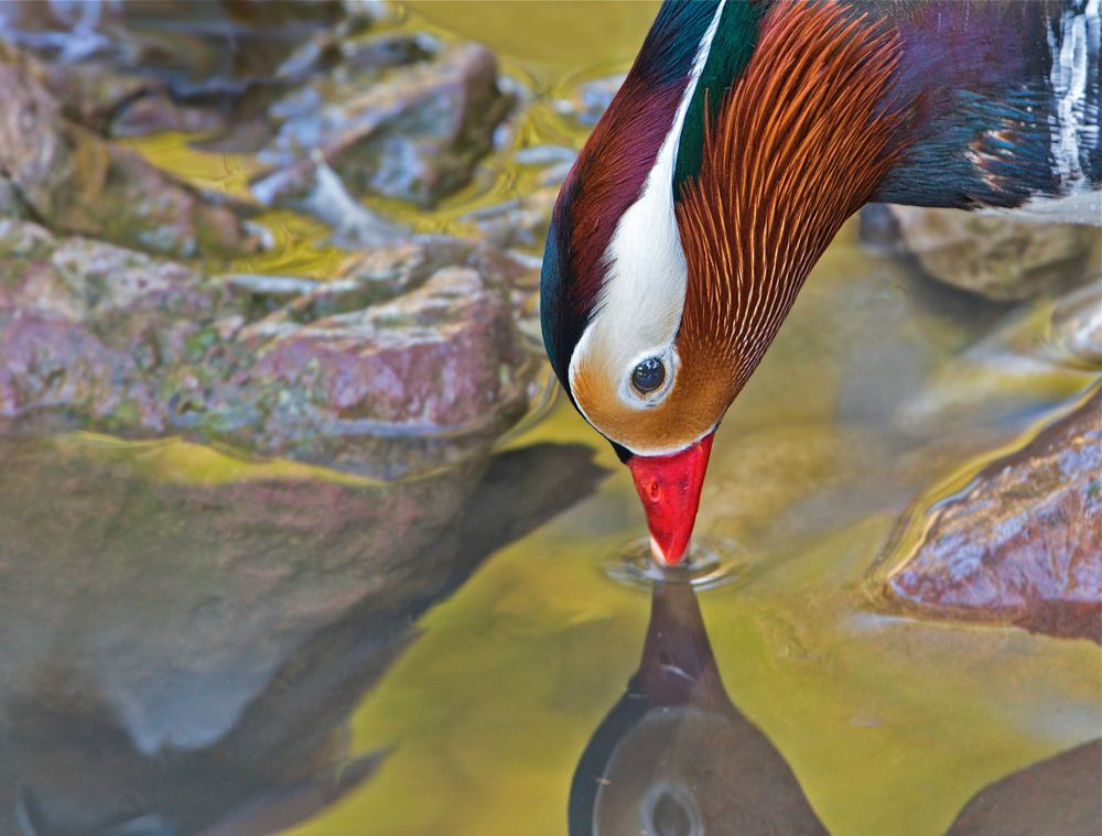 Mandarin portrait