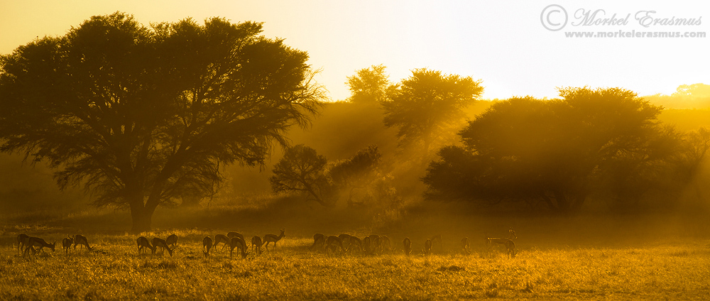 Good morning, Kalahari!